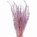 Lepidium suszone jasnofioletowe (pieprznica)