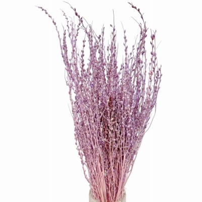Dried lepidium light violet 