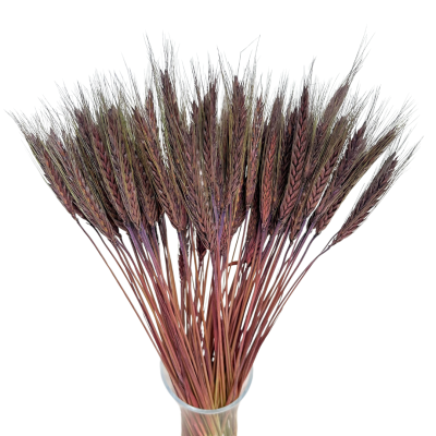 Dried triticale brown 60 pcs.