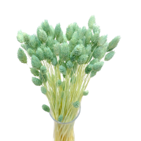 Getrockneter Phalaris mit Minzgeschmack – Kanarenkraut – 90 Stück