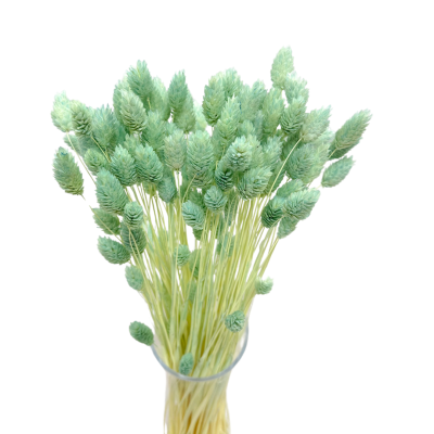 Getrockneter Phalaris mit Minzgeschmack – Kanarenkraut – 90 Stück