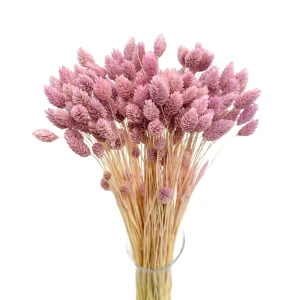Getrockneter Phalaris hellviolett – Kanarenkraut – 90 Stück