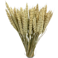 Getrockneter Weizen natur – Trockengetreide-Bouquet 60 Stück