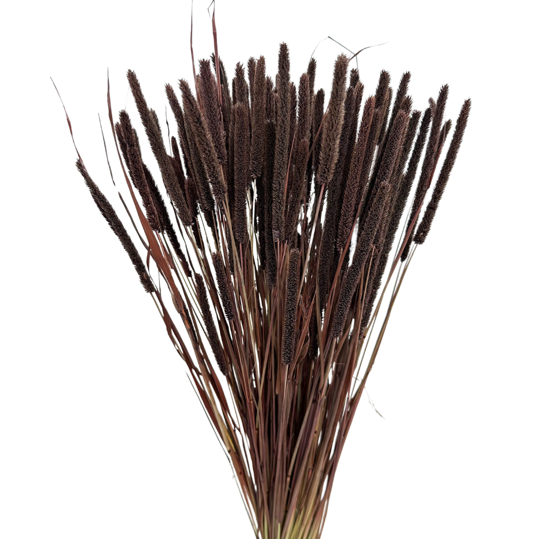 Phleum (Timothy) brown 100g - dried grasses