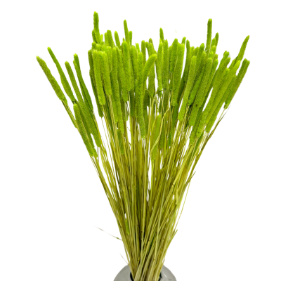 Getrocknetes Phleum (Timotheusgras) grün 100 g – getrocknete Gräser