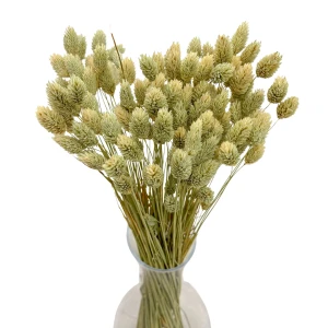 Getrocknetes Phalaris naturbelassen – Kanarenkraut – 90 Stück
