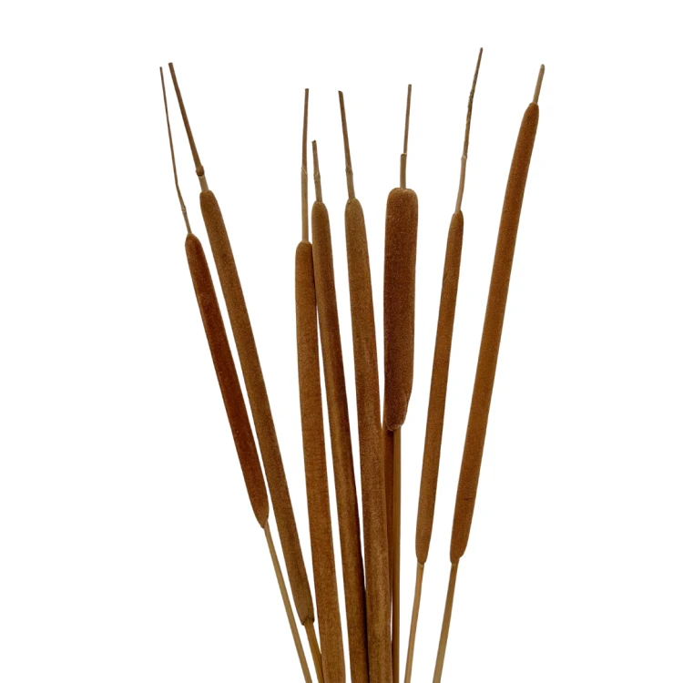 Suszona pała wodna (Typha) 10szt.