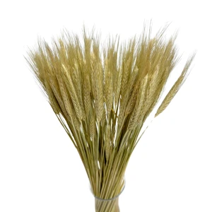 Getrockneter natürlicher Triticale – Trockengetreide-Bouquet, 60 Stück