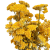 Lonas naturalny - suszone kwiaty - bukiet