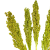 Suszone sorgo zielone 5 szt. - suszone trawy
