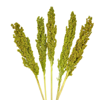 Getrocknetes grünes Sorghum 5 Stück – getrocknetes Getreide