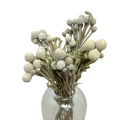 Suszona brunia naturalna 5 szt. - suszone kwiaty