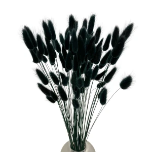 Getrockneter Lagurus nero – Eierförmiger Strohblume – 70 Stück
