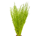 Lepidium suszone jasnozielone (pieprznica) - bukiet