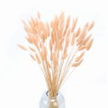 Lagurus suszony brzoskwiniowy (peach fuzz) - dmuszek jajowaty - 70 szt.
