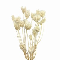 Getrockneter weißer Fenchel (Wildfenchel) 20 Stück – getrocknete Blüten