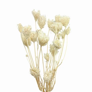 Getrockneter weißer Fenchel (Wildfenchel) 20 Stück – getrocknete Blüten