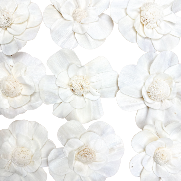 Shola-Blume – weiße Margerite  6 cm