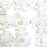 Shola-Blume – weiße Margerite  6 cm