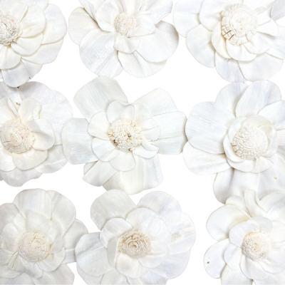 Shola-Blume – weiße Margerite  6 cm