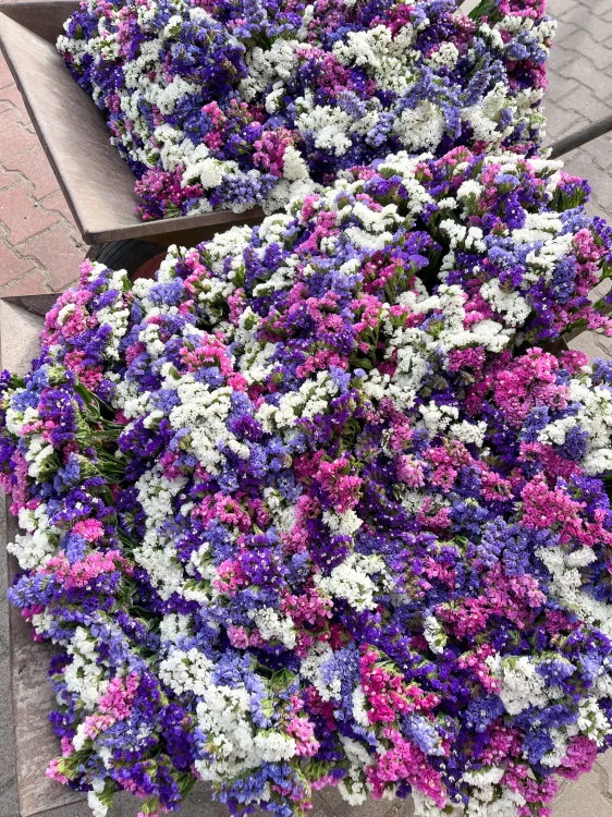 Zatrwian wrębny (limonium) - suszone kwiaty