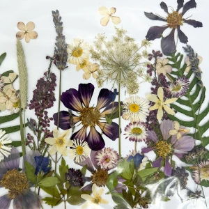 Getrocknete gepresste Blüten – Set mit 60 Stück