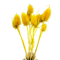 Getrockneter gelber Distel - gewöhnliche Borsten - 10 Stück