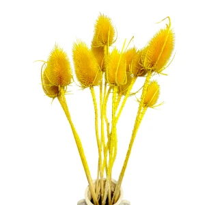 Getrockneter gelber Distel - gewöhnliche Borsten - 10 Stück