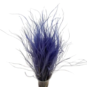 Stipa Pennata  violett 50 g – Federgras, getrocknete Gräser