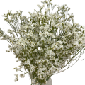 Limonium suszone białe 5 szt. bukiet