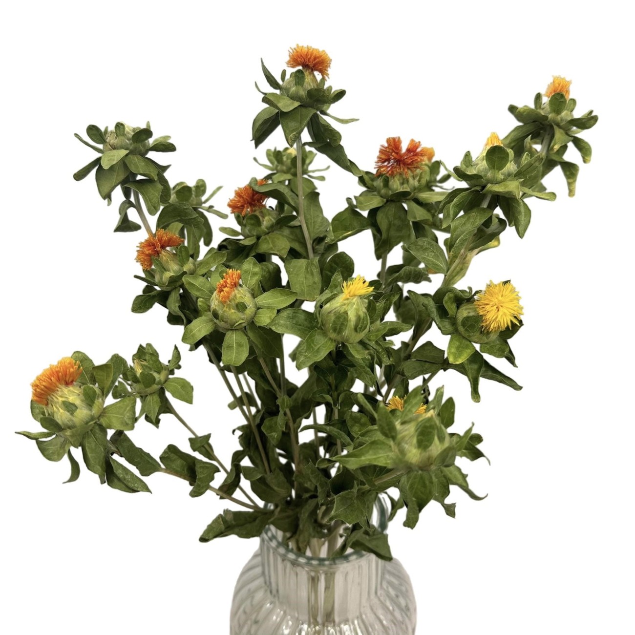 Getrockneter Färberdistel (Kartamus) – getrocknete Blüten – Strauß
