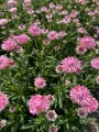 Suszona kocanka różowa (Helichrysum) 30szt.