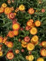 Suszona kocanka pomarańczowa (Helichrysum) 100g - bukiet