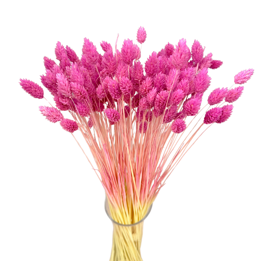 Dried phalaris lilac- canary moss - 90 pcs.