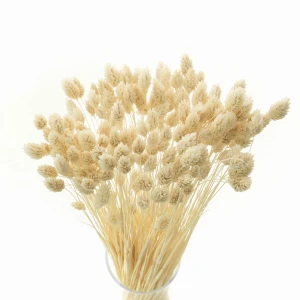 Getrockneter Phalaris, gebleicht – Kanarenkraut – 90 Stück