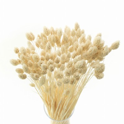 Getrockneter Phalaris, gebleicht – Kanarenkraut – 90 Stück