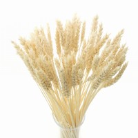 Getrockneter Weizen, gebleicht – Trockengetreide-Bouquet, 60 Stück