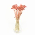 Phalaris suszony brzoskwiniowy (peach fuzz) - mozga kanaryjska - 80 szt.