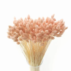 Getrocknetes Phalaris hellrosa – Kanarenkraut – 90 Stück