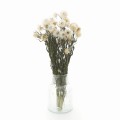 Suszona kocanka biała (Helichrysum) 90g - bukiet