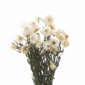 Suszona kocanka biała (Helichrysum) 90g - bukiet