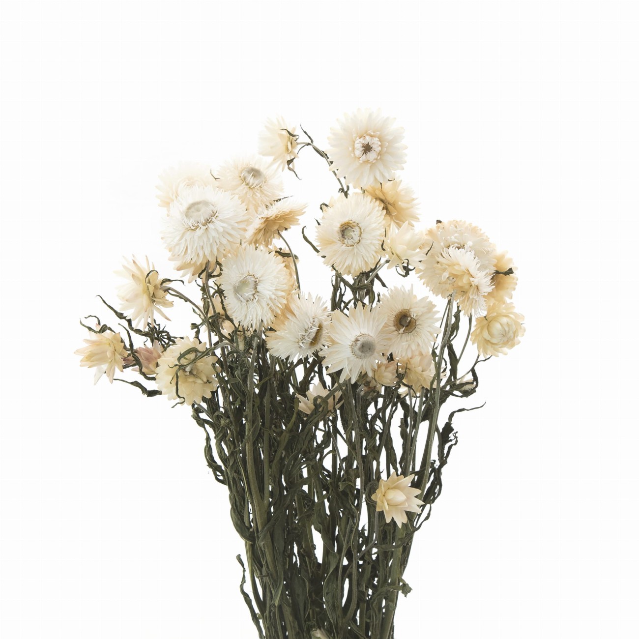 Dried white Helichrysum 80 g