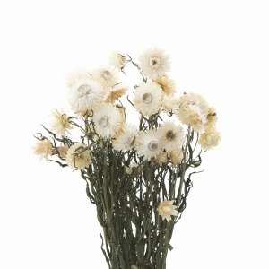 Getrocknete weiße Strohblume (Helichrysum) 80 g – Strauß