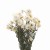 Suszona kocanka biała (Helichrysum) 90g - bukiet