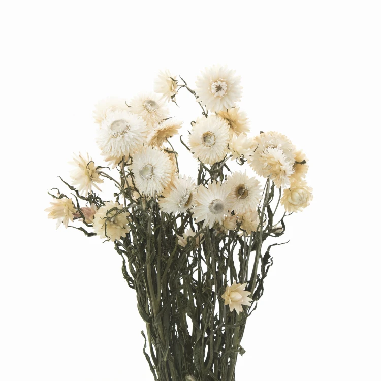 Suszona kocanka biała (Helichrysum) 90g - bukiet