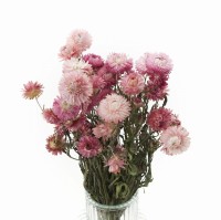 Getrocknete rosa Strohblume (Helichrysum) 80 g – Strauß