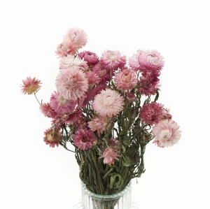 Getrocknete rosa Strohblume (Helichrysum) 80 g – Strauß