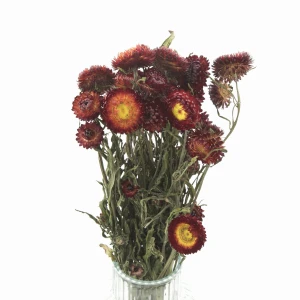 Getrocknete orangefarbene Strohblume (Helichrysum)  80 g – Strauß