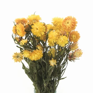 Getrocknete gelbe Strohblume (Helichrysum)  80 g – Strauß
