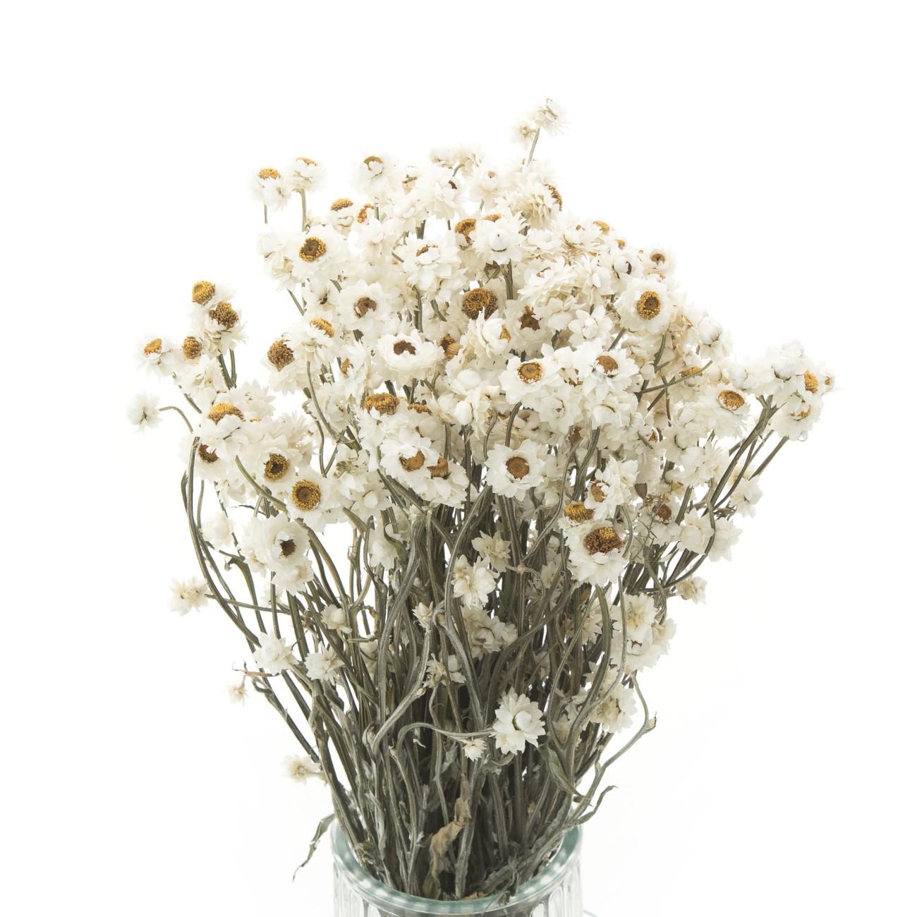 Getrockneter Goldregen (Ewige Blume) – getrocknete Blüten